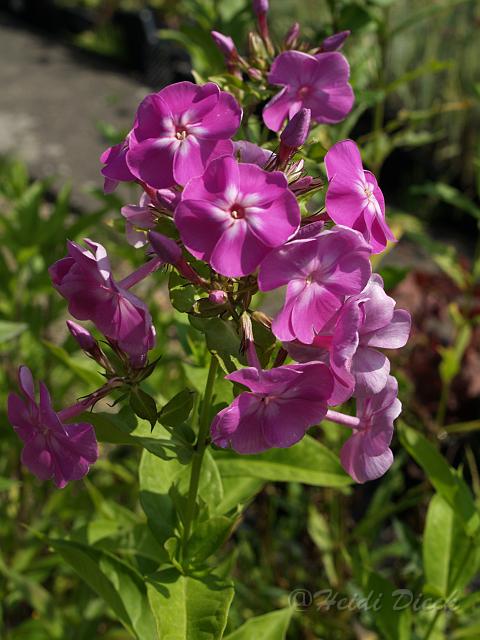Phlox Fliedertraum.JPG